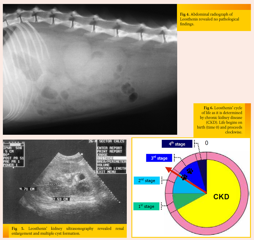 Aetiopathogenesis and consequences of chronic feline kidney disease