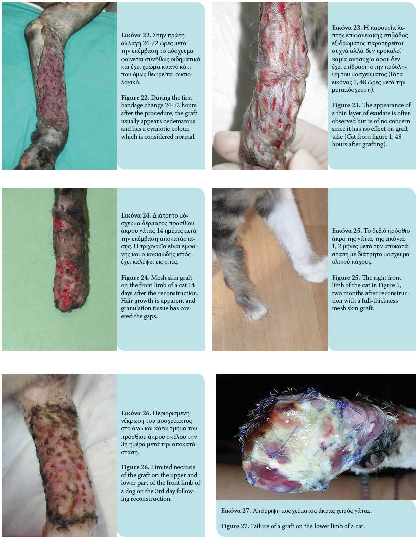 Full-thickness mesh skin grafts in dogs and cats. Indications, pathophysiology of graft taking, surgical techniques and complications 