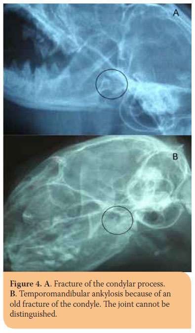 Hellenic Journal of Companion Animal Medicine - Volume 6 - Issue 2 - 2017 - Fractures of the mandible in cats. Retrospective study of 23 cases