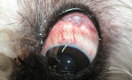 Neoplasia of lacrimal gland origin in a dog