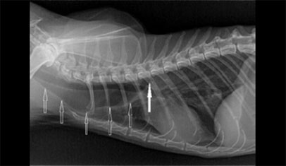 Oesophageal strictures associated with oral antibiotics in cats-a report of three cases