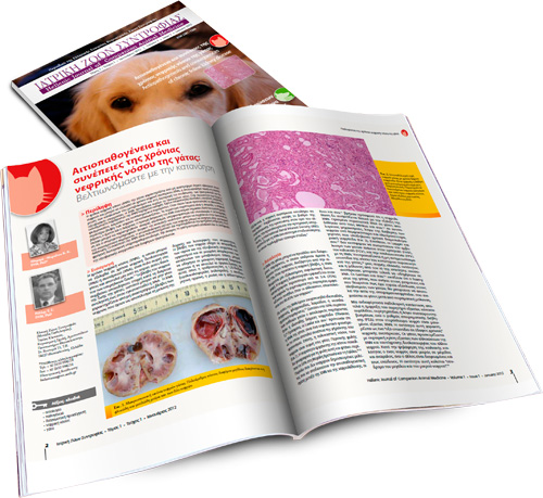 Aetiopathogenesis and consequences of chronic feline kidney disease: Improving by understanding
