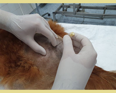  Επισκληρίδιος αναισθησία και αναλγησία στην ιατρική των μικρών ζώων 