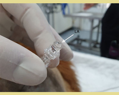  Επισκληρίδιος αναισθησία και αναλγησία στην ιατρική των μικρών ζώων 