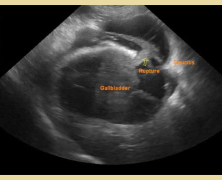 The gallbladder mucocele in dogs