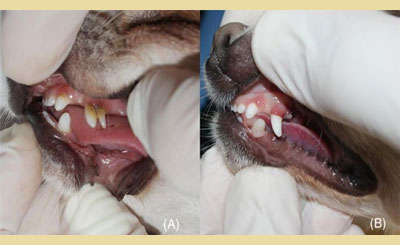 Orthodontic movement of mandibular canine tooth in dogs