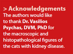 Aetiopathogenesis and consequences of chronic feline kidney disease