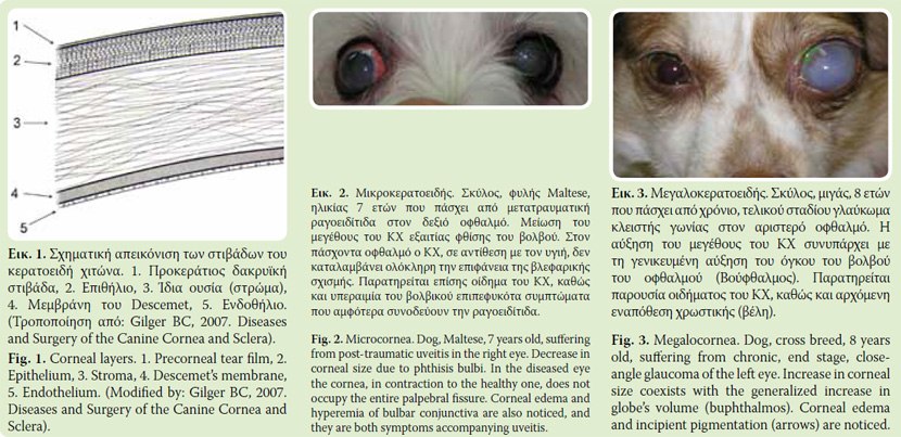 Clinical signs of corneal lesions in dog and cat