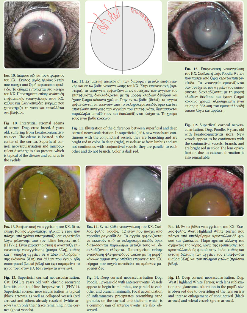 Clinical signs of corneal lesions in dog and cat