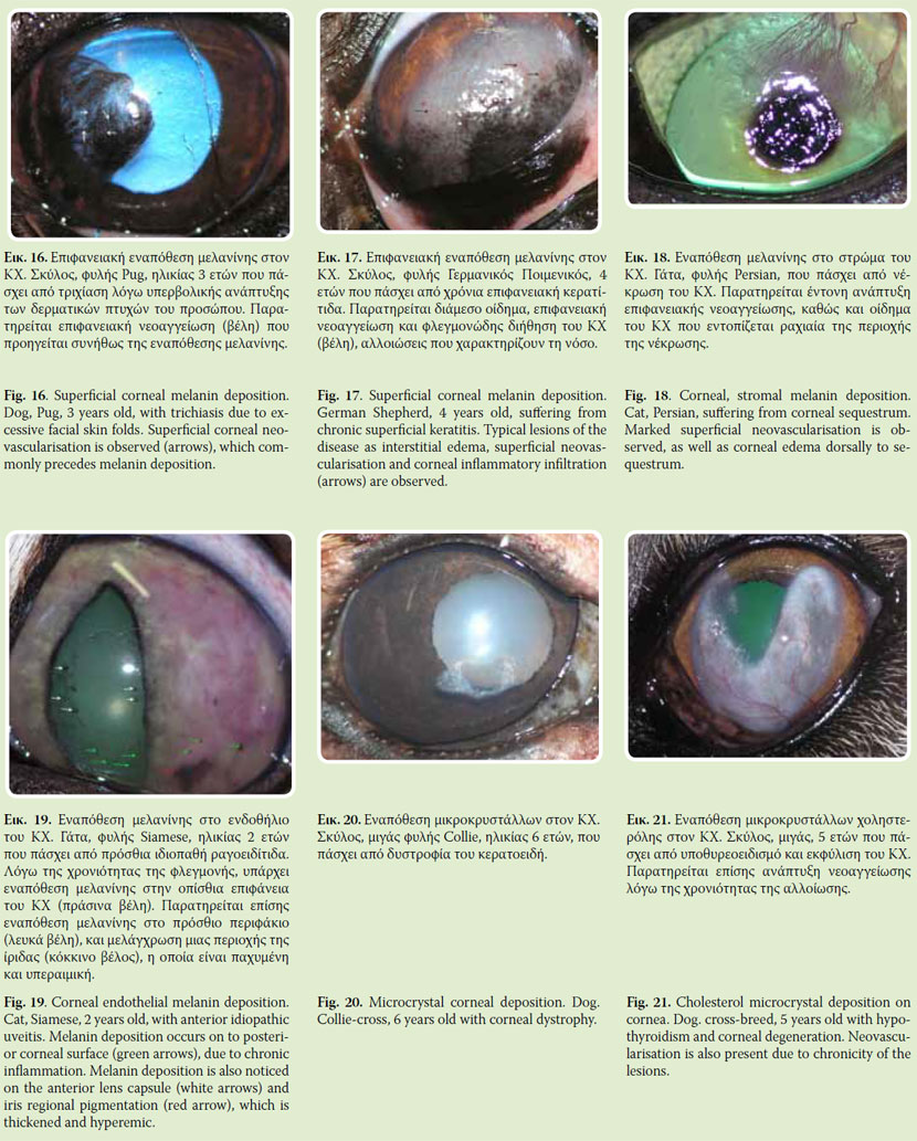 Clinical signs of corneal lesions in dog and cat