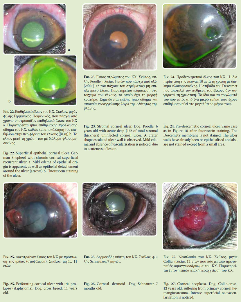 Clinical signs of corneal lesions in dog and cat