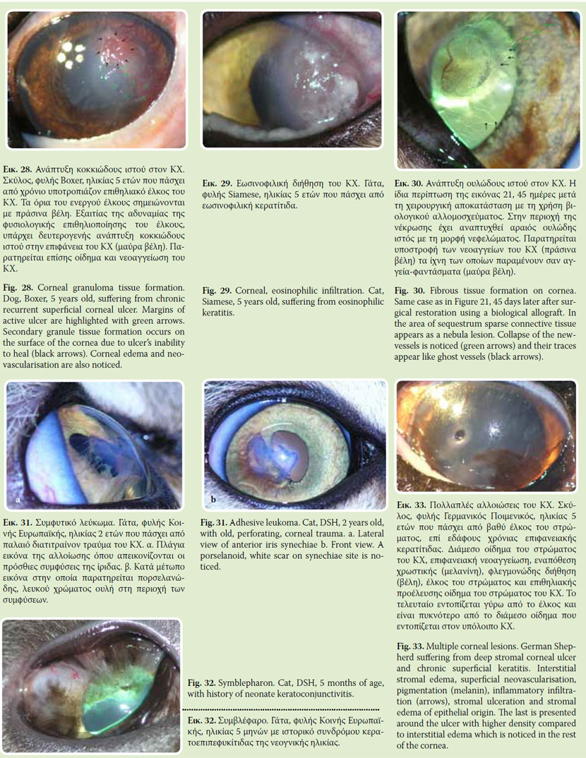 Clinical signs of corneal lesions in dog and cat