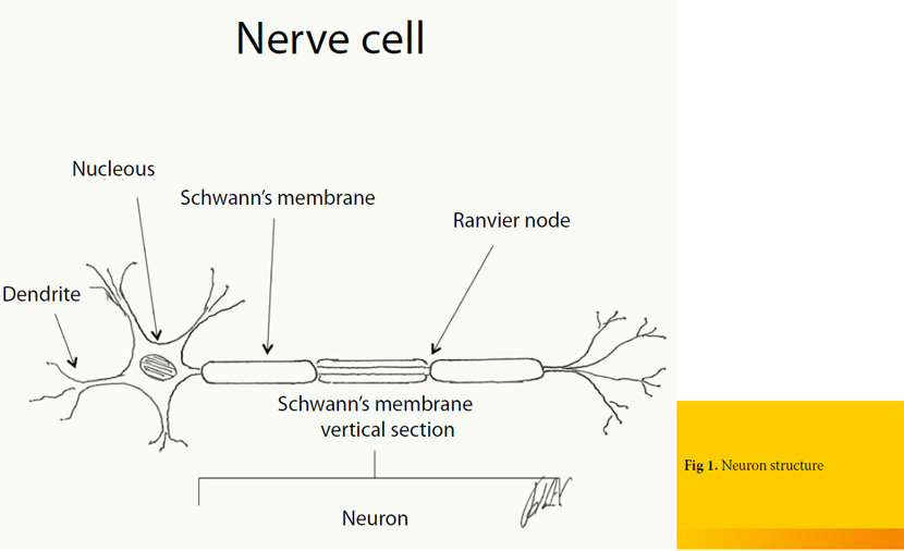Peripheral nerve damage in companion animals