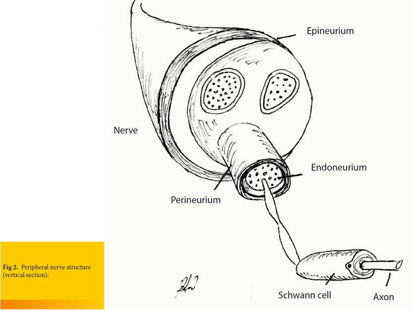 Peripheral nerve damage in companion animals