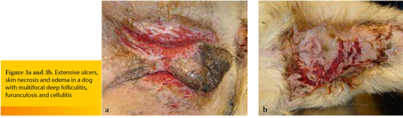 Dermatologic emergencies in the dog and the cat
