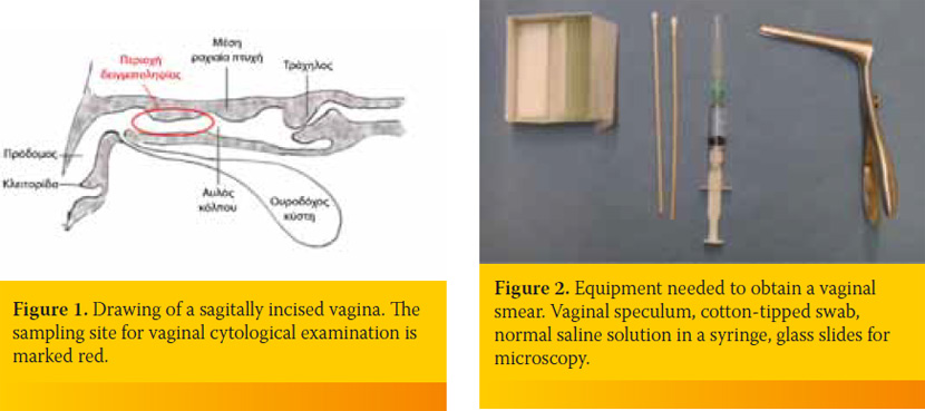 Vaginal smear cytological examination of the bitch
