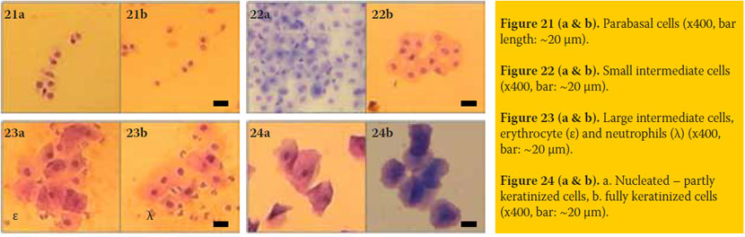 Vaginal smear cytological examination of the bitch