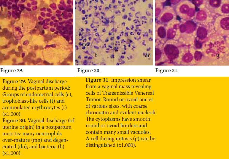 Vaginal smear cytological examination of the bitch