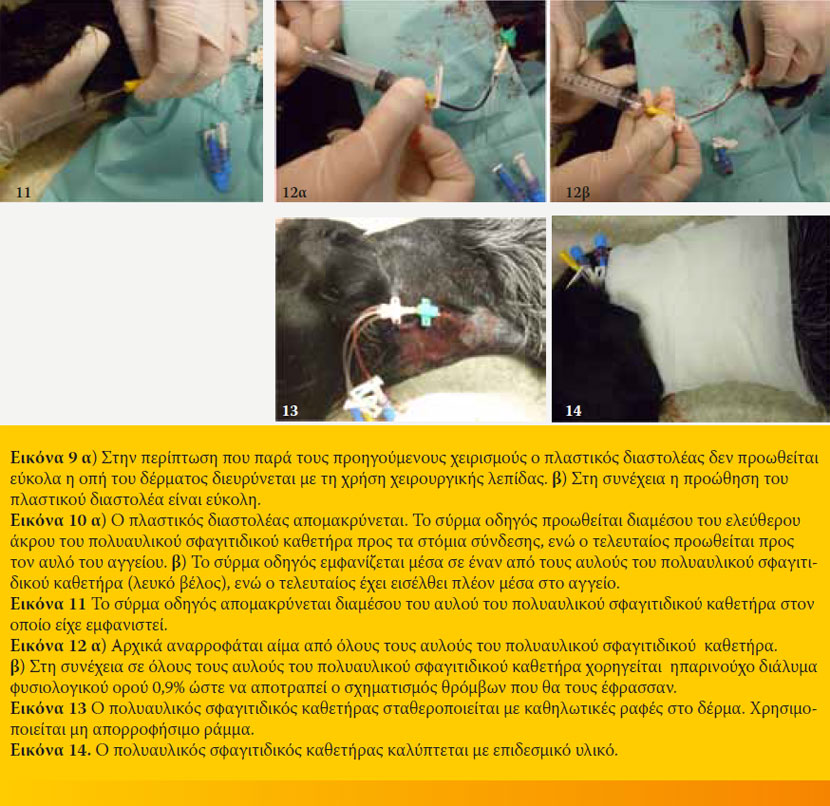 Τοποθέτηση σφαγιτιδικού καθετήρα στο σκύλο Ενδείξεις & Τεχνική