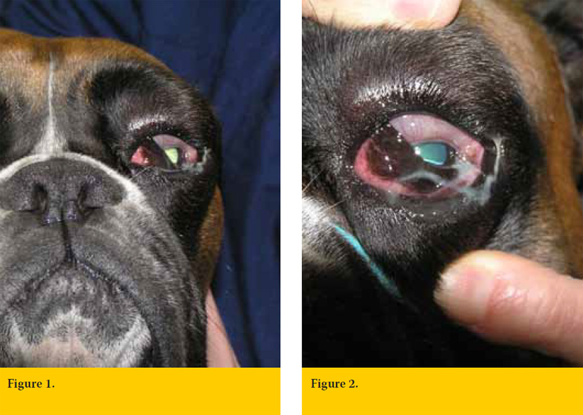Nictitating membrane prolapse and eye tumefaction in a dog.