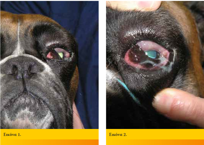 Προβολή του τρίτου βλεφάρου και διόγκωση του οφθαλμού σε ένα σκύλο.