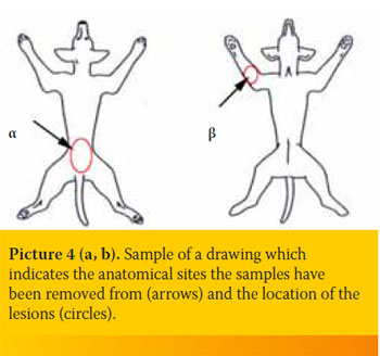 Τissue handling by the practitioner; from collection to submission of the sample to the histopathology lab
