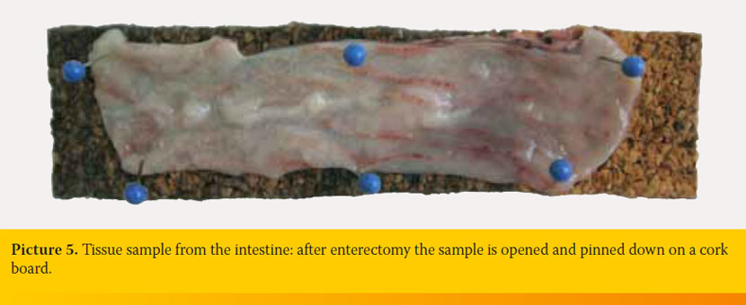 Τissue handling by the practitioner; from collection to submission of the sample to the histopathology lab