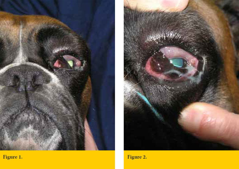 Corneal lesion in a dog