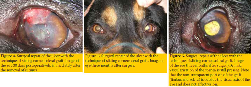 Corneal lesion in a dog