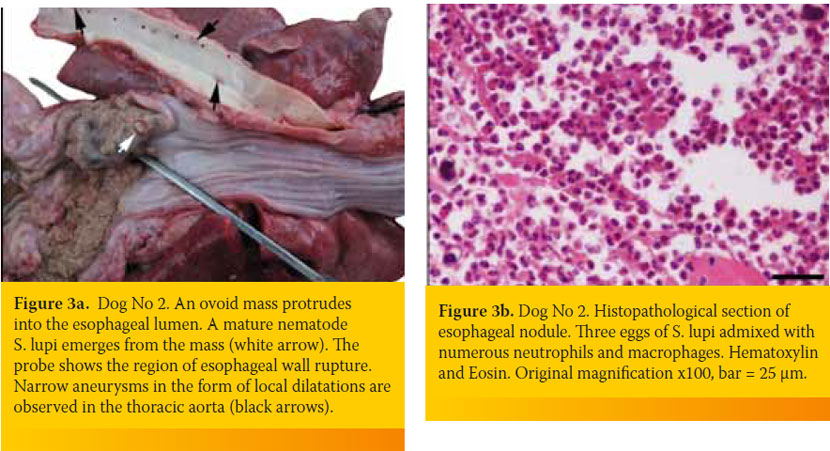 Spirocerca lupi-associated pyothorax in two dogs