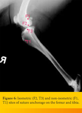 Update on the diagnosis and therapy of canine cruciate ligament rupture 