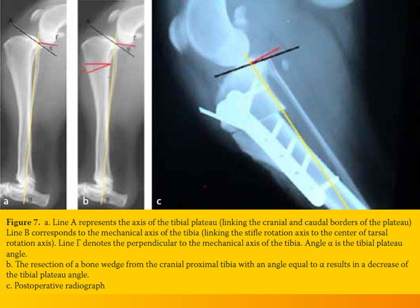 Update on the diagnosis and therapy of canine cruciate ligament rupture 