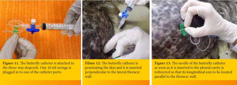 Pleural cavity puncture (Thoracocentisis) in the dog