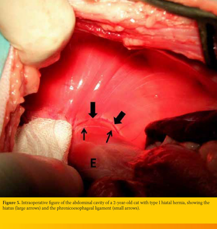 Current views regarding hiatal hernia in dogs and cats
