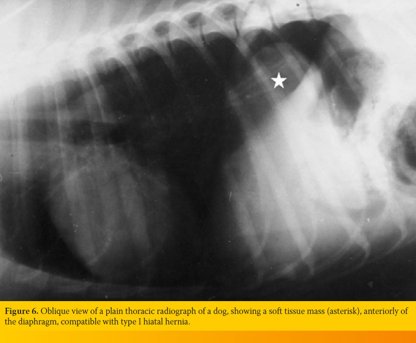 Current views regarding hiatal hernia in dogs and cats