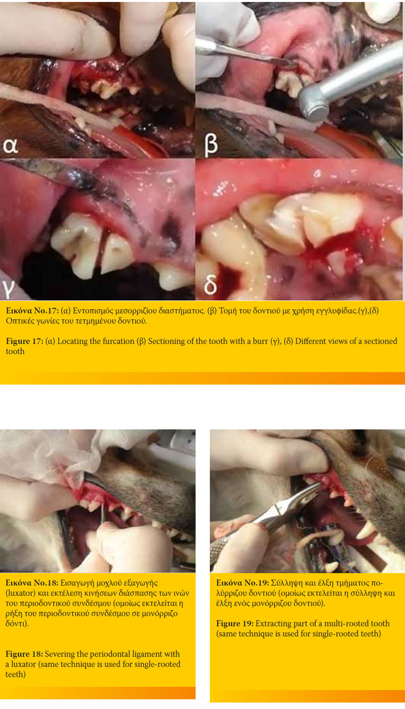  Εξαγωγή δοντιών στο σκύλο και στη γάτα 