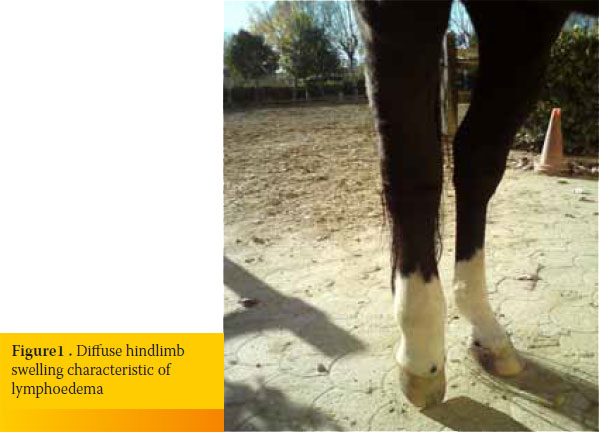Flavonoids as an adjunctive treatment for equine lymphoedema 