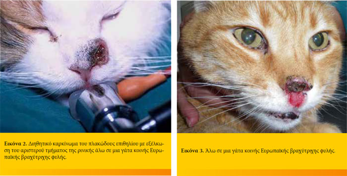 Χειρουργική θεραπεία  στο καρκίνωμα του  πλακώδους επιθηλίου της  ρινικής άλω της γάτας