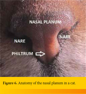 HJCAM - Ιατρική Ζώων Συντροφιάς - Surgical treatment of squamous cell ...