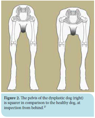 Canine hip dysplasia