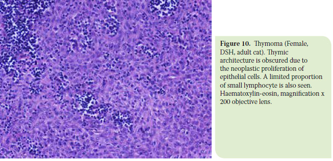 Diagnosis and surgical treatment of thymoma in the cat