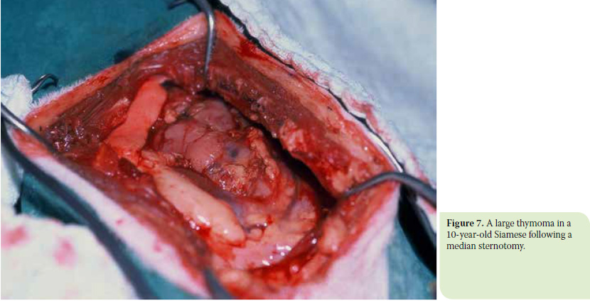 Diagnosis and surgical treatment of thymoma in the cat