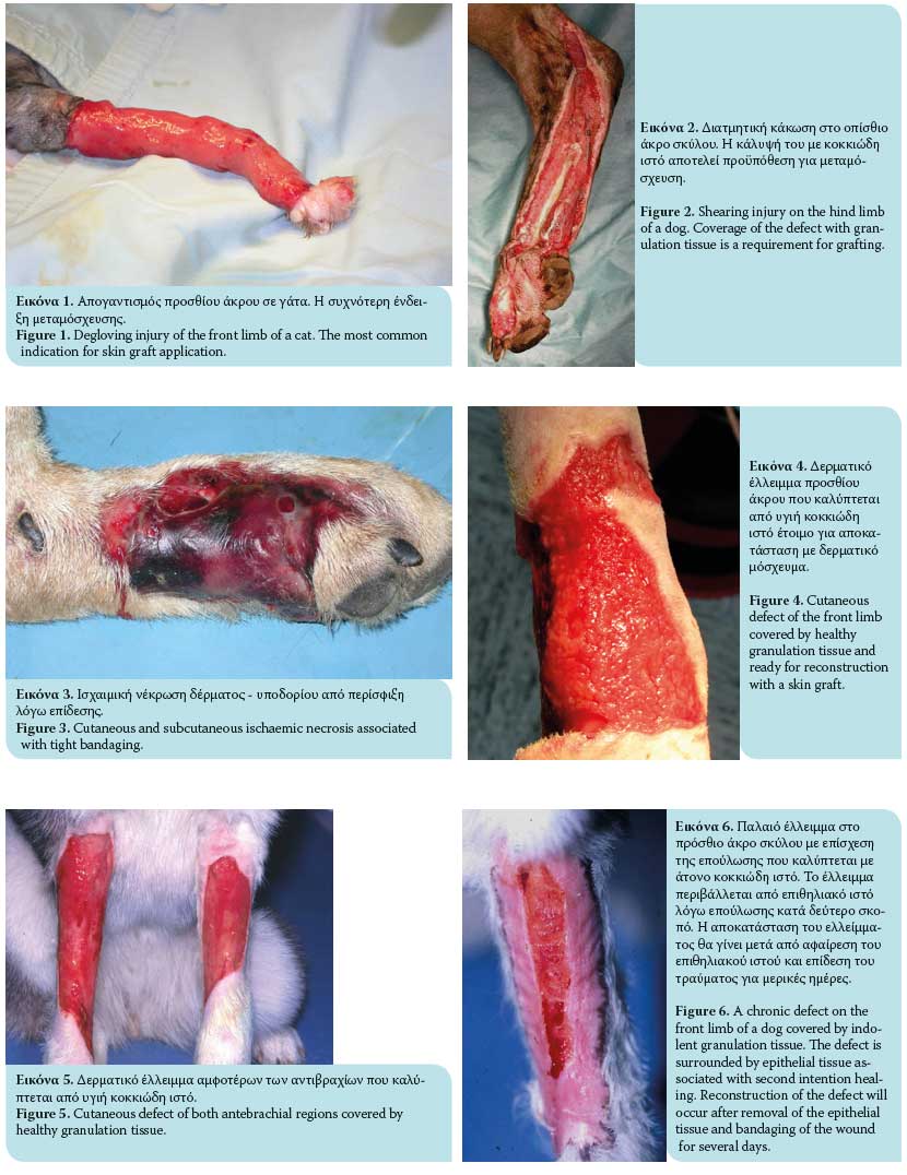 Διάτρητα δερματικά μοσχεύματα ολικού πάχους στο σκύλο και τη γάτα. Ενδείξεις, παθοφυσιολογία πρόσληψης, χειρουργική τεχνική και επιπλοκές 