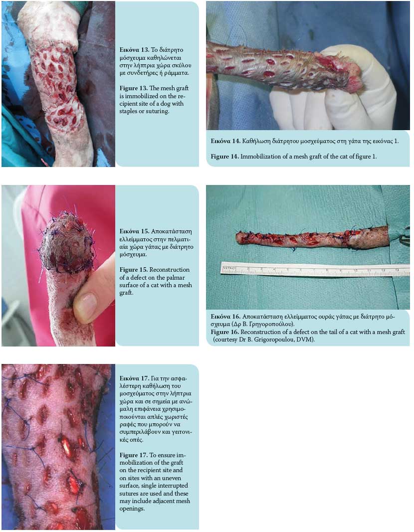 Full-thickness mesh skin grafts in dogs and cats. Indications, pathophysiology of graft taking, surgical techniques and complications 