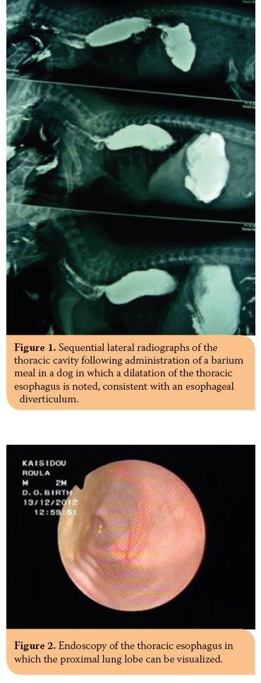 Congenital esophageal diverticulum in a dog. A case report 
