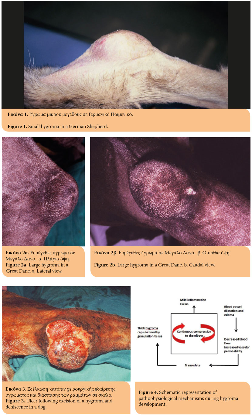 HJCAM - Ιατρική Ζώων Συντροφιάς - Hellenic Journal of Companion Animal  Medicine - Volume 6 - Issue 1 - 2017 - Elbow hygroma in the dog. Which  treatment works better