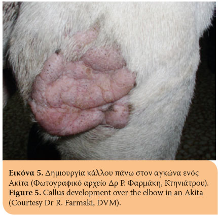 HJCAM Hellenic Journal of Companion Animal Medicine Volume 6 Issue 1 2017 Elbow hygroma in the dog. Which treatment works better