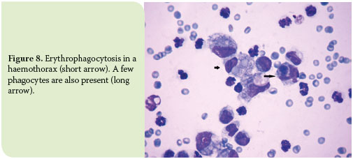 Pleural effusion in the cat: a focus on laboratory diagnosis 