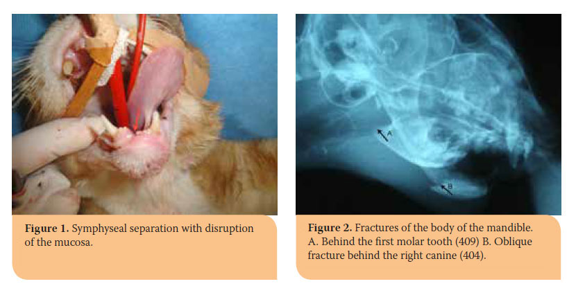 Hellenic Journal of Companion Animal Medicine - Volume 6 - Issue 2 - 2017 - Fractures of the mandible in cats. Retrospective study of 23 cases