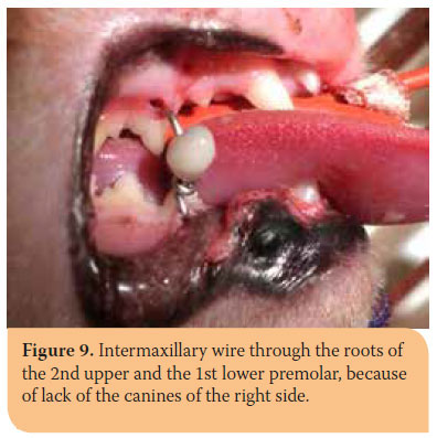 Hellenic Journal of Companion Animal Medicine - Volume 6 - Issue 2 - 2017 - Fractures of the mandible in cats. Retrospective study of 23 cases